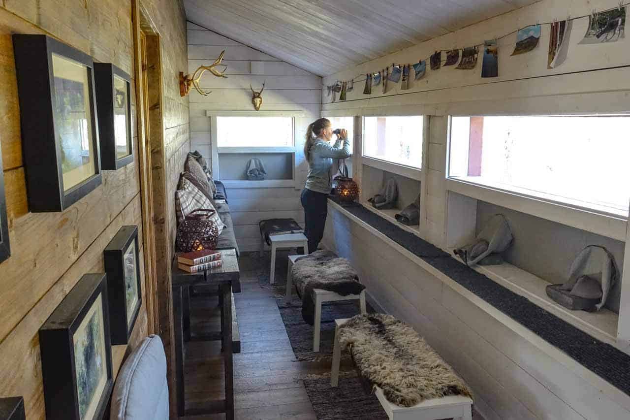 Björnspaning Lofsdalen på Lofsdalen Bear's Den